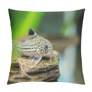 Personality  Corydoras Julii. Tropische Fische Schwimmen Im Aquarium, The Best Photo Pillow Covers