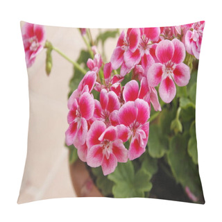 Personality  Close Up Of A Pelargonium Plant High Quality Photo Pillow Covers