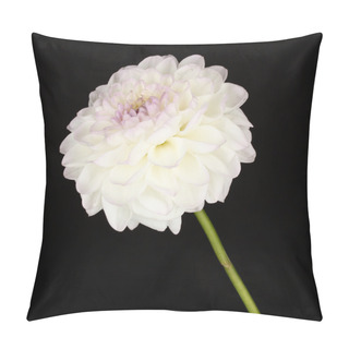 Personality  White Dahlia Isolated On Black Pillow Covers
