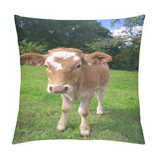 Personality  Calf Grazing On Meadow Pillow Covers