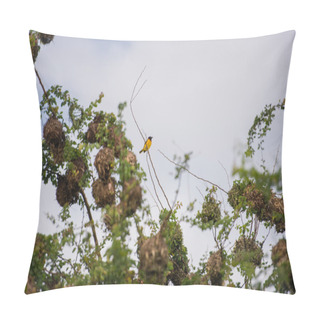 Personality  Yellow Bird Baglafecht Sitting On A Branch (Bomassa, Republic Of The Congo) Pillow Covers