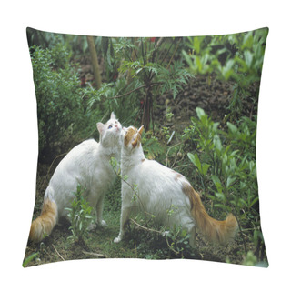 Personality  Turkish Van Domestic Cat   Pillow Covers