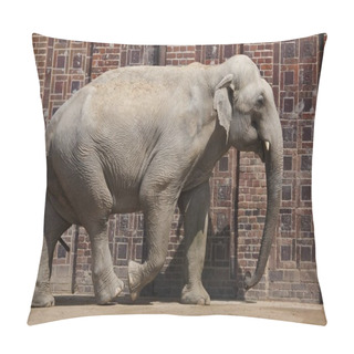 Personality  Indian Elephant (Elephas Maximus Indicus) Pillow Covers