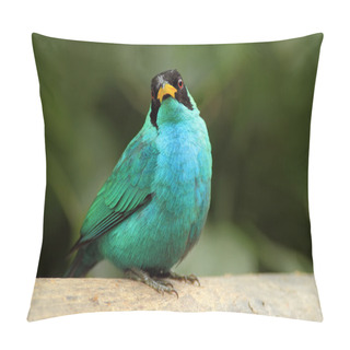 Personality  Green Honeycreeper From Costa Rica Pillow Covers