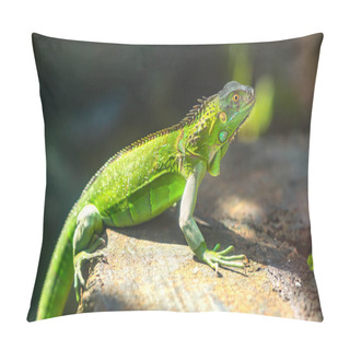 Personality  The Lizard Rests In The Natural World Looking To The Future So Cute When Watching Them Pillow Covers