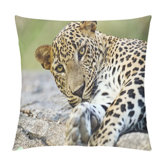 Personality  Elephant In The Wild Pillow Covers
