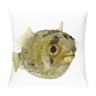 Personality  Long-spine Porcupinefish Also Know As Spiny Balloonfish (fish) - Pillow Covers