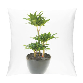 Personality  Dracaena Plant Isolated On The White Background Pillow Covers