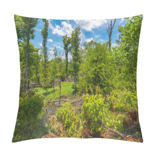Personality  Regrowth Along Bluff Trail Since Florida Caverns State Park Lost More Than 90% Of Its Thick Canopied Forest On Oct. 10, 2018, Due To Category 5 Hurricane Michael Pillow Covers
