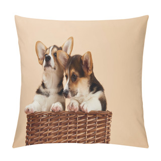 Personality  Cute Welsh Corgi Puppies In Wicker Basket Isolated On Beige Pillow Covers