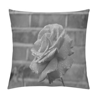 Personality  Black And White Close-up Of A Perfect Garden Rose With Droplets From The Recent Rainfall. Monochrome Brick Wall Background Pillow Covers
