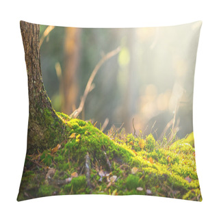 Personality  Forest Floor In Autumn With Ray Of Light Pillow Covers