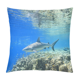 Personality  A Grey Reef Shark Pillow Covers