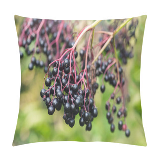 Personality  Forest Black Elderberry, Shrub With Berries Pillow Covers