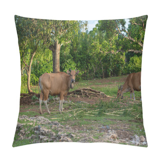 Personality  A Serene Rural Scene With A Tan Cow, Adorned With A Bell And A Blue Halter, Peacefully Grazing In A Green Pasture. Lush Trees Provide A Vibrant Backdrop Under A Clear Sky. High Quality Photo Pillow Covers