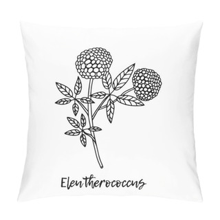 Personality  Siberian Ginseng Plant. Branch Of Eleutherococcus. Ayurveda. Natural Herbs. Ayurvedic Herbs, Medicines. Herbal Illustration. A Medicinal Plant. The Style Of Doodles. Medicines For Health From Plants. Pillow Covers