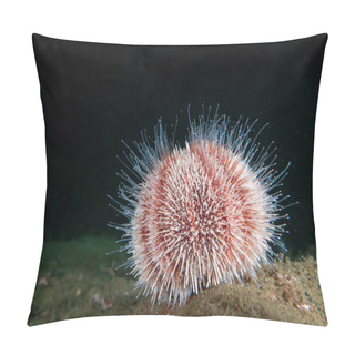 Personality  Feeding Common Sea Urchin On A Black Background Pillow Covers