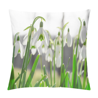 Personality  Sunlit Beautiful Blossom Of Snowdrops Or Galanthus On Alps Glade Pillow Covers