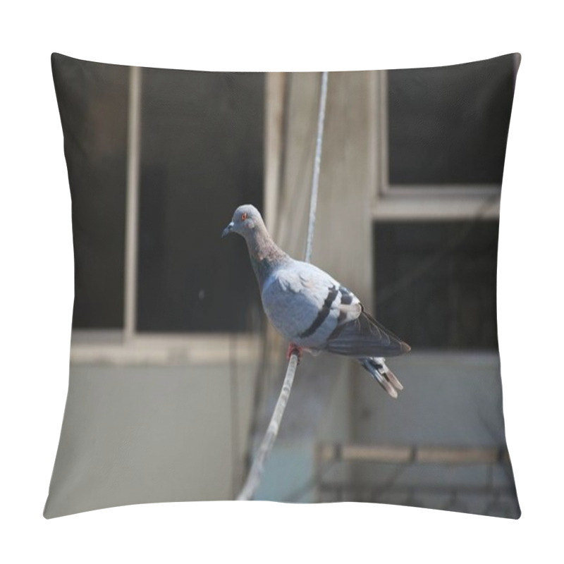 Personality  Domestic Pigeons / Feral Pigeon (Gujarat - India) Flock In Flight Against Blue Sky Domestic Pigeons / Feral Pigeon, Birds Flying In The Sky Pillow Covers