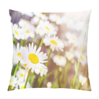 Personality  White Daisies Grow In A Meadow At Sunset In The Sun Ryse. Blooming Summer Wildflowers Camomiles, Medicinal Plants And Herbs. Nature Background With Copy Space. Pillow Covers