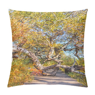 Personality  Path Through Crooked Birch Trees Pillow Covers