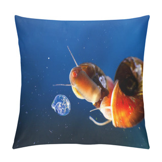 Personality  Small Aquarium Snail Mom And Her Offspring In Eggs Caviar In Blue Water Pillow Covers