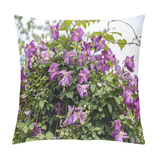 Personality  Clematis Mazurek Flower Plant Blooming In The Garden. High Quality Photo Pillow Covers