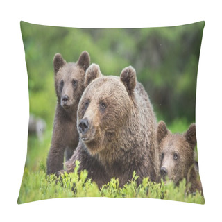 Personality  She-Bear And Cubs Of Brown Bear Pillow Covers
