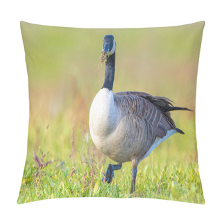 Personality  Close-up Of A Canada Goose Branta Canadensis, Foraging In A Green Meadow Pillow Covers