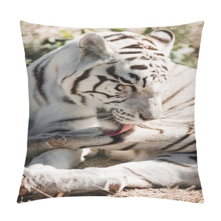 Personality  White Tiger Licking Fur While Lying On Ground  Pillow Covers