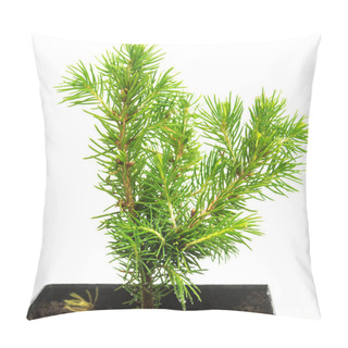 Personality  A Small Seedling Of Canadian Spruce Conic In A Pot Isolated On W Pillow Covers