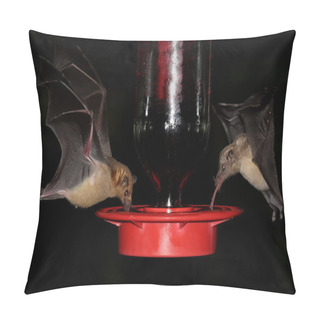 Personality  Bats At A Feeder Pillow Covers