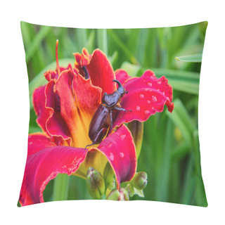 Personality  Rhinoceros Beetle. The Beetle Sits On A Light Red Daylily Flower. Rhino Beetle Close-up. Pillow Covers