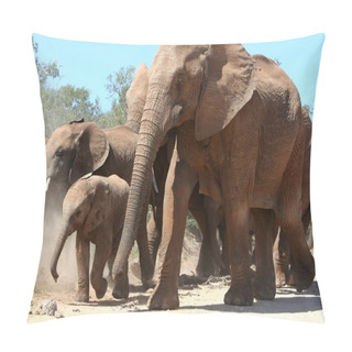 Personality  African Elephants Pillow Covers
