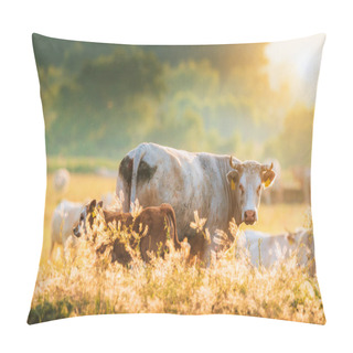Personality  Calves And Cows On Pasture Pillow Covers