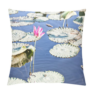 Personality  Tranquility In The Pond With Waterlily Aquatic Blossom Flower Pillow Covers
