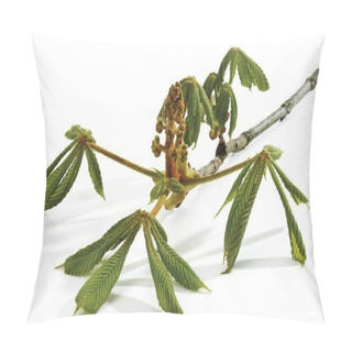 Personality  Chestnut (Castanea), Branch With Freshly Sprouted Leaves And Sprouting Blossoms Pillow Covers