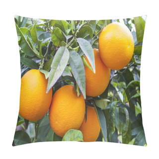 Personality  Ripe Oranges On A Tree Pillow Covers