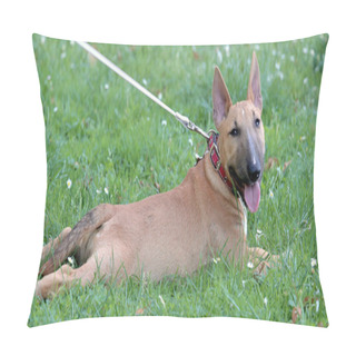Personality  Miniature Bull Terrier On A Green Grass Lawn Pillow Covers