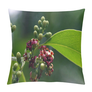 Personality  Indian Sandalwood Flowers, Santalum Album, One Of The Most Expensive Plants In The World, Very Famous For Its Fragrance, In Indonesia. Selected Focu Pillow Covers