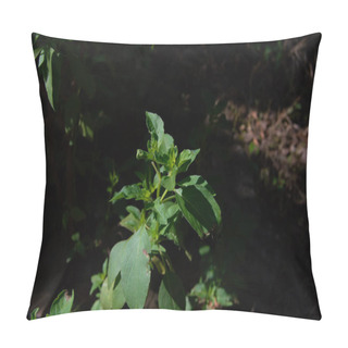 Personality  Close Up Of Basil Plant Leaves. Basil Leaves Contain Many Chemical Compounds, Including Saponins, Flavonoids, Tannins And Essential Oils. Pillow Covers