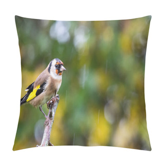 Personality  European Goldfinch (Carduelis Carduelis) Perched On Branch With Autumn Background, United Kingdom Pillow Covers