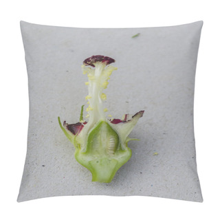 Personality  An Okra Blossom Stripped Of Its Petals Leaving Mainly The Female Reproductive System. Pillow Covers