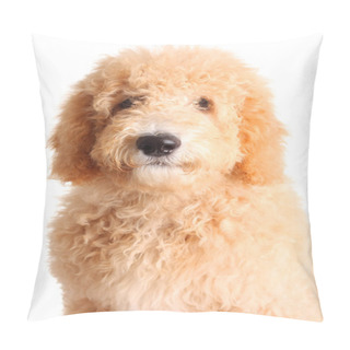 Personality  Golden Doodle Puppy Pillow Covers