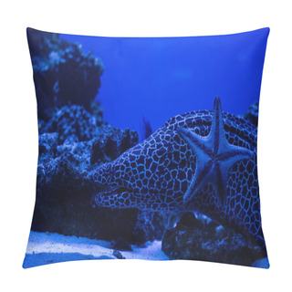 Personality  Exotic Fish And Starfish Swimming Under Water In Aquarium With Blue Lighting Pillow Covers