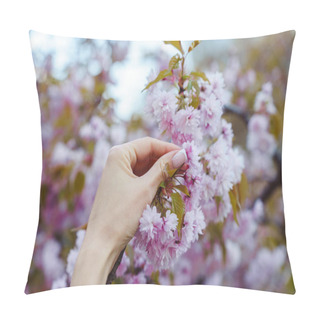 Personality  A Woman's Hand Touches A Luxuriantly Blooming Pink Ornamental Cherry Prunus Kanzan In Spring. Pillow Covers
