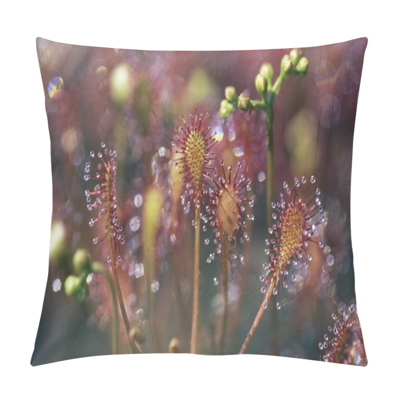 Personality  Spoon Leaved Sundew, Drosera Intermedia Plant  Pillow Covers