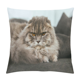 Personality  Portrait Of British Longhair Cat Laying On Sofa At Home Pillow Covers