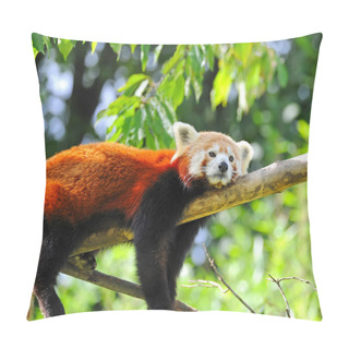 Personality  Red Panda On Tree Pillow Covers