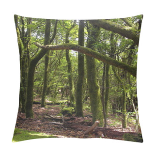Personality The  Rain-forest In La Gomera, Canary, Spain Pillow Covers